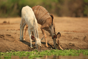 Kavinga Safari Camp: Albinistisches Kudu