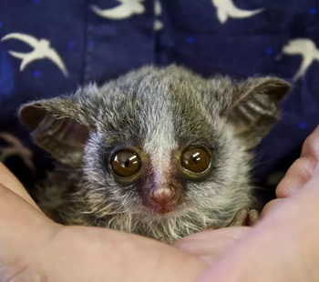 Kubu Lodge: Bush Baby