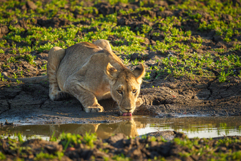 Kuthengo Camp: Löwe ohne Mähne