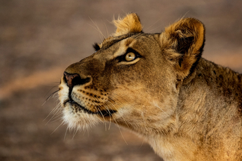 Little Ruckomechi Camp: Löwe Portrait seitlich