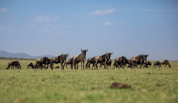 Mara Plains Camp: Gnus