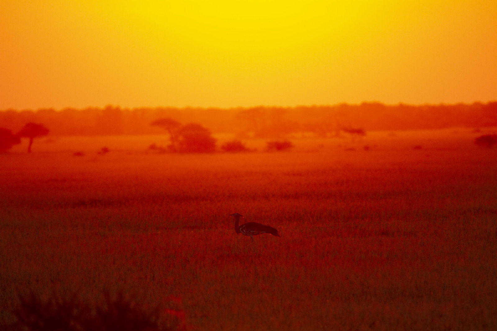 Migration Expeditions Camp Migration Expeditions Camp: Riesentrappe