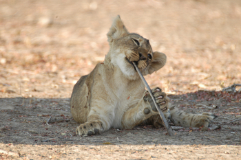 Mupamadzi Walking Safari: Löwenbaby