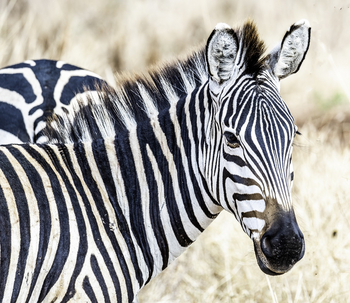 Naona Moru Camp: Zebra
