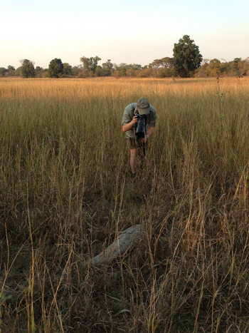 Ntemwa Busanga Bushcamp Ntemwa Busanga Bushcamp: Schuppentier im Gras