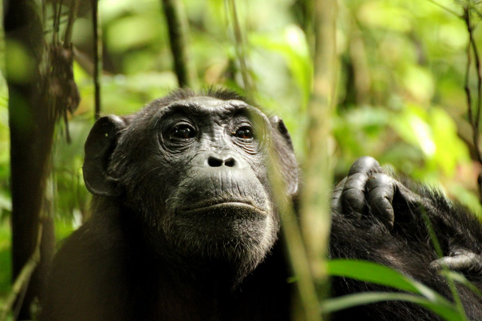 Papaya Lake Lodge Papaya Lake Lodge: Schimpansenportrait