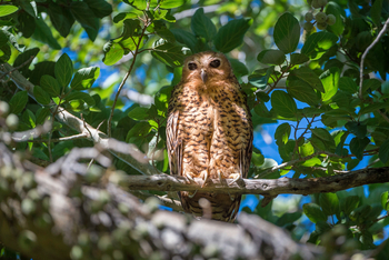 Pelo Camp: Pel's Fishing Owl