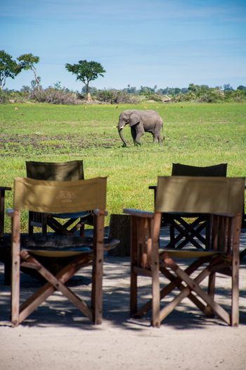 Pom Pom Camp: Elefant vor dem Camp