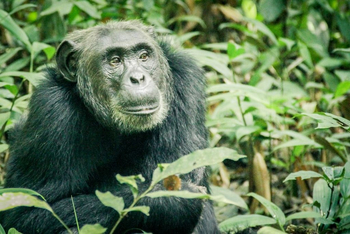 Primate Lodge: Schimpansengesicht