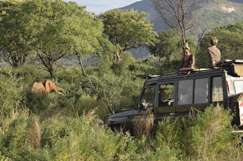 Sarara Tree: Game Drive