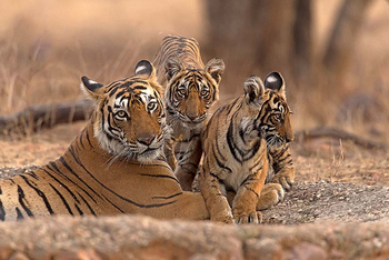 Sawai Vilas: Tigerfamilie