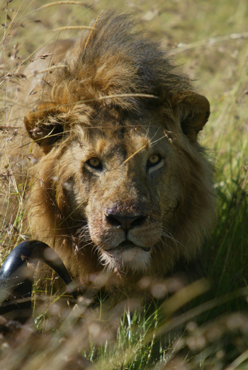 Serian Camp: Löwe mit Buffalo-Kill