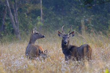Shergarh Tented Camp: Sambar-Familie