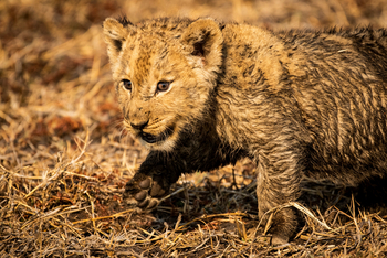 Shumba Camp Shumba Camp: Löwenbaby