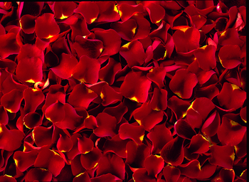 The Oberoi Rajvilas: Blütenblätter