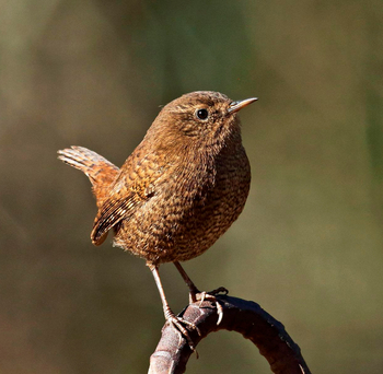 Vanghat: Eurasian Wren