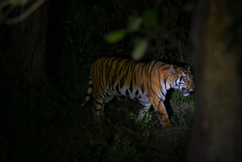 Waghoba Eco Lodge: Tiger in der Nacht