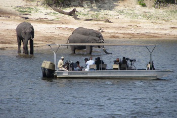 Zambezi Queen Zambezi Queen: Beobachtung von Elefanten im Wasser