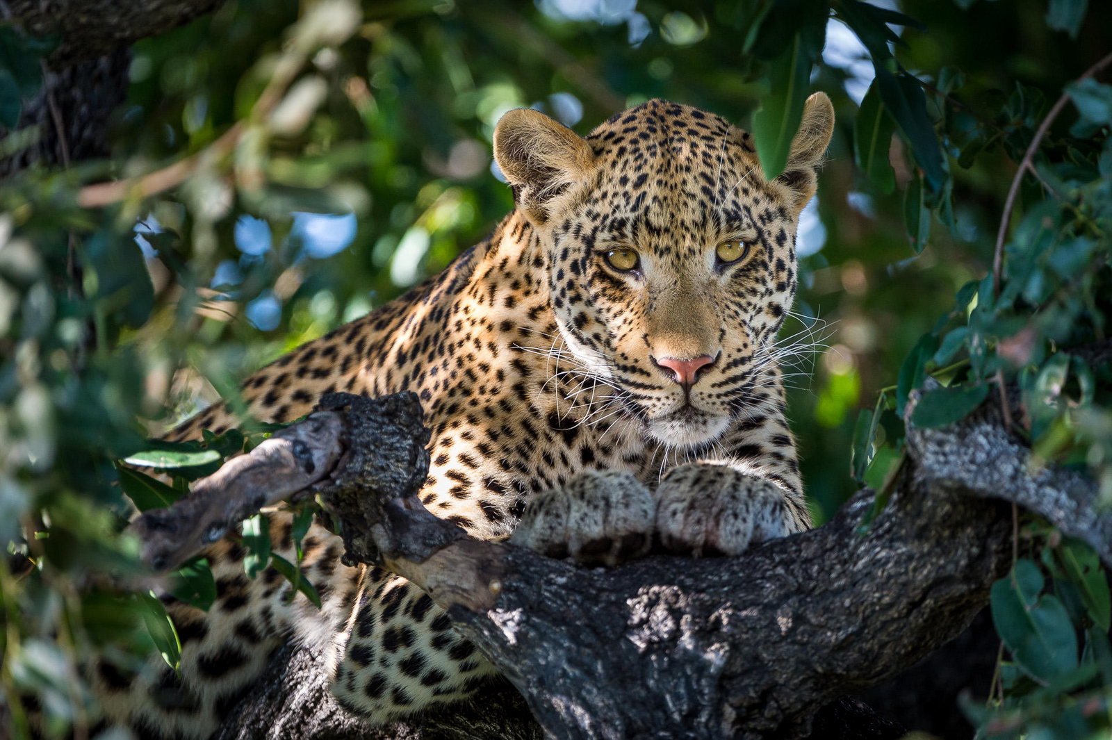 Abu Camp Abu Camp: Leopardengesicht