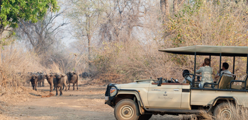 Baines River Camp: Game Drive