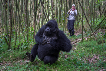 Bisate Lodge: Trommelnder Gorilla