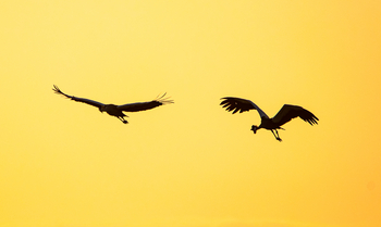 Bushcamp Company: Kronenkraniche