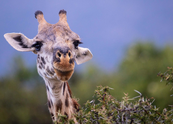 Cottar's 1920s Safari Camp: Giraffenportrait