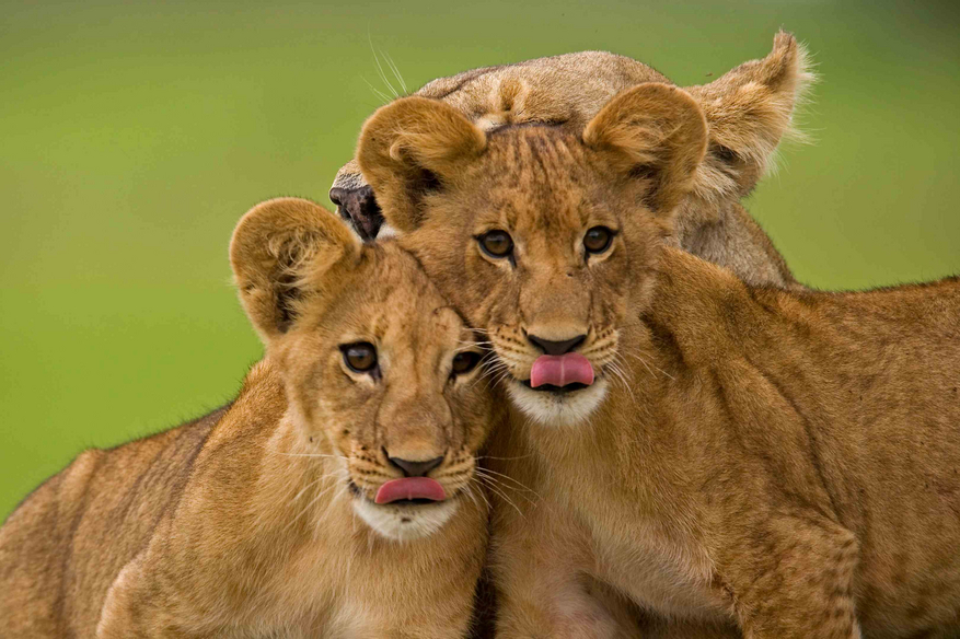 Duba Plains Camp