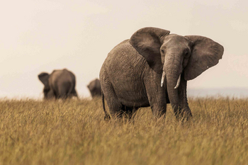 Elewana Little Elephant Pepper Camp: Elefantenherde in der Savanne