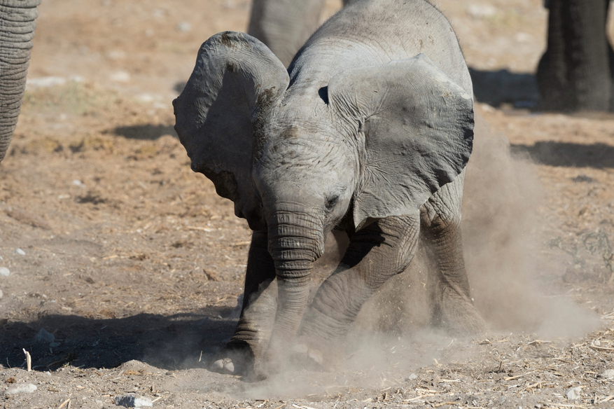 Etosha National Park