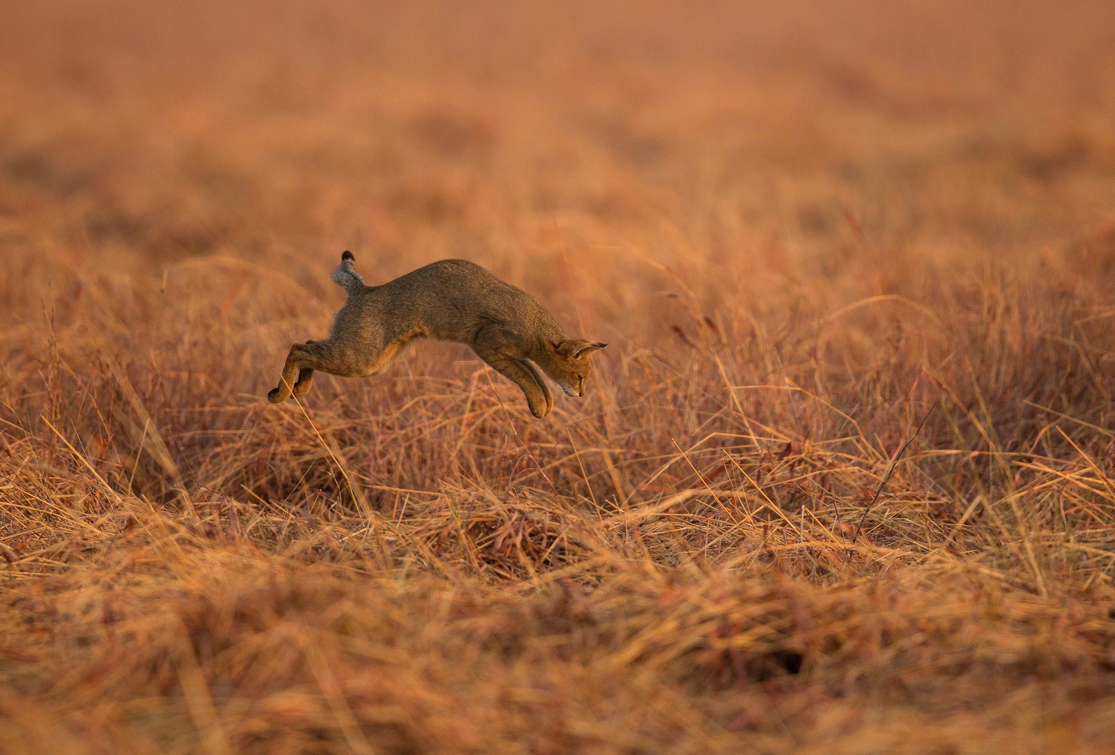 Blackbuck Safari Lodge Blackbuck Safari Lodge