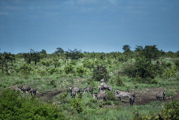 Ila Safari Lodge Ila Safari Lodge: Zebras