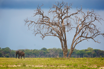 Imvelo Safaris: Elefant neben Baum