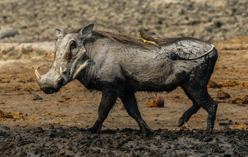 Imvelo Safaris Imvelo Safaris: Warzenschwein seitlich