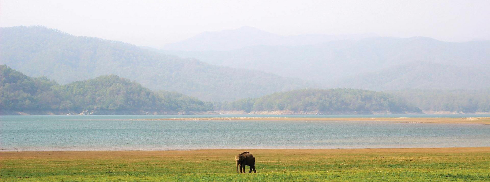 Jim's Jungle Retreat Jim's Jungle Retreat: Elefant am See