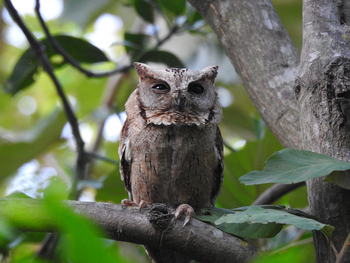 Jim's Jungle Retreat: Indian Scops Owl