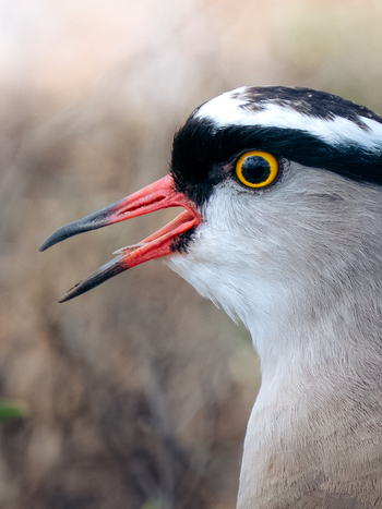 Koroi Forest Camp: Kronenkiebitz