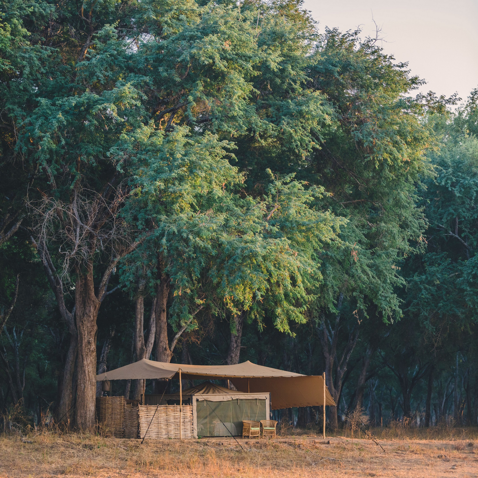 Kutali Camp Kutali Camp: Gästezelt unter Bäumen
