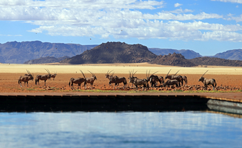 Kwessi Dunes: Gemsböcke und Landschaft