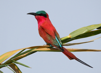 Lebala Camp Lebala Camp: Karminspint