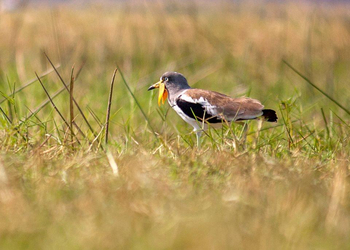 Little Vundu Camp Little Vundu Camp: Wattled Lapwing