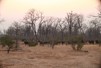 Molori Mashuma: Büffelherde