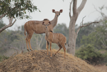 Molori Mashuma: Kudu-Kühe