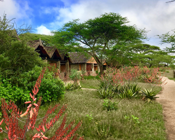 Ndutu Safari Lodge: Regenzeit