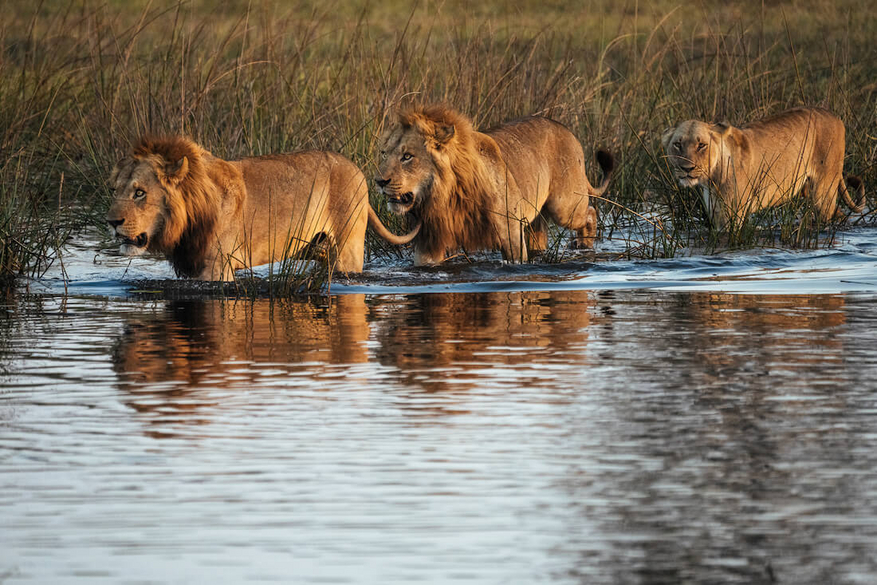 North Island Okavango Camp