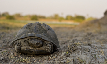 Ntemwa Busanga Bushcamp Ntemwa Busanga Bushcamp: Schildkröte