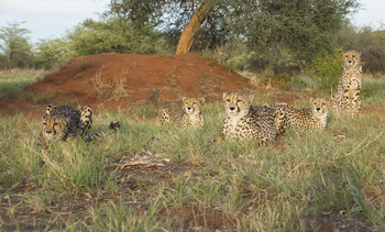 Okonjima Plains Camp: Gepardenfamilie