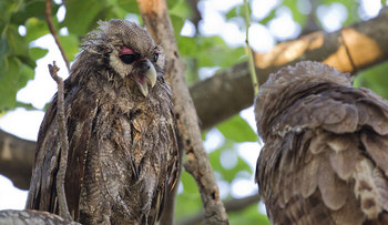 Okuti Camp: Uhuküken