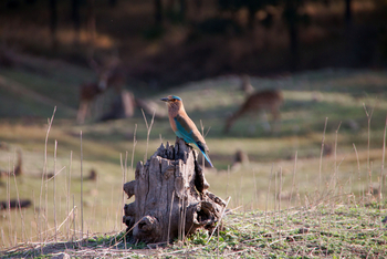 Pench Jungle Camp: Hinduracke auf Hochsitz
