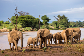 Saruni Samburu: Elefantenherde